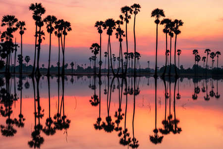 Silhouette sugar palm trees with skyline reflection on water and twilight sky at dawn, Dongtan Sam Khok, Pathum Thani Province, Thailand. Famous travel destination of tropical country, Siam.の写真素材