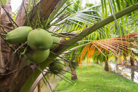 bunch of cononuts on a dwarf coconut tree at farm with small canal. Agriculture in tropical country.