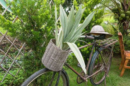 Retro old bicycle with plant in rattan basket stands at park with hat and dwarf coconut tree.の写真素材