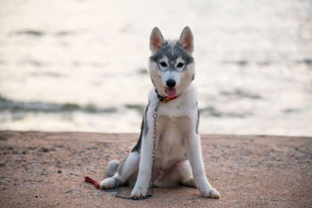 Portrait of adorable syberian husky puppy by the sea. little cute dog on sand beach.の写真素材
