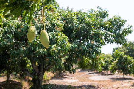 Green mango fruit on tree with tropical farm background in Thailand. Agriculture industry concept at harvest in summer.の写真素材