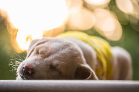 cute labrador retriever pet puppy in yellow sweater cloth sleep or nap on floor of green garden with light foliage bokeh at sunset. Adorable purebred dog in park at spring or winter.の写真素材
