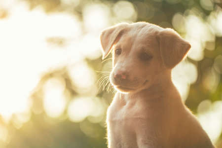 Portrait of cute labrador retriever puppy in green garden with light foliage bokeh at sunset. Adorable purebred dog look with curiousity in park at spring.の写真素材