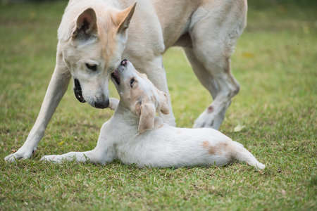 Cute little white puppy play with its mother dog at green field. Lovely mix breed canine family together in house garden.の写真素材