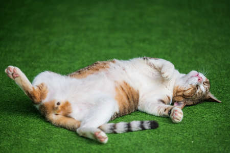Cute yellow tabby cat sleeping on its back and paws up on fake green grass. Adorable cat nap or rest.の写真素材