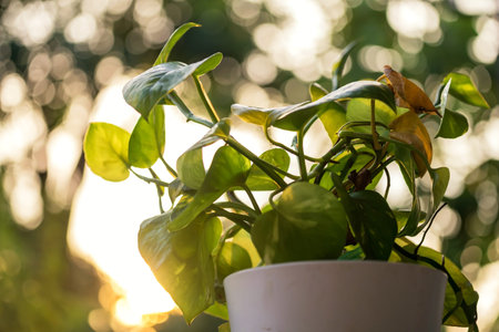 Epipremnum aureum money plant on white pot decorate in garden with green tree bokeh at sunset....