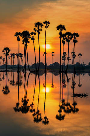 Vertical silhouette sugar palm tree with reflection at sunrise, Sam khok, Pathum Thani, Thailand. Famous travel destination in tropical country, Siam.の素材 [FY310182567727]