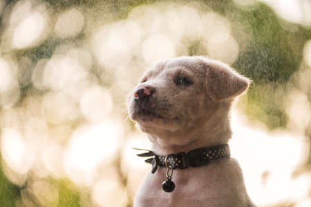 Portrait of labrador retriver puppy with raindrop at sunset with light foliage bokeh. Cute pet animal chin up in spring garden. Human best friend.の写真素材