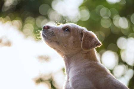 Portrait of labrador retriever puppy chin up to get fresh air in park at sunset with foliage light bokeh.の写真素材