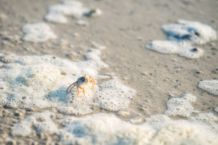 Little crab walking on beach with bubble sea water, Krabi, Thailand. sea life animal at coast.