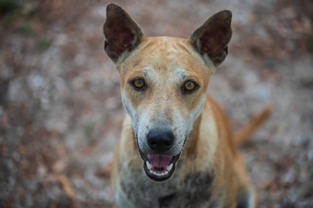 Top view portrait of smiling stray brown dog. cute tame canine looking up and asking for food.の写真素材