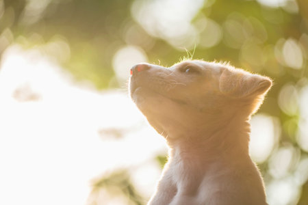 Cute labrador retreiver puppy chin up with foliage light bokeh at sunset. Adorable dog or pet at...