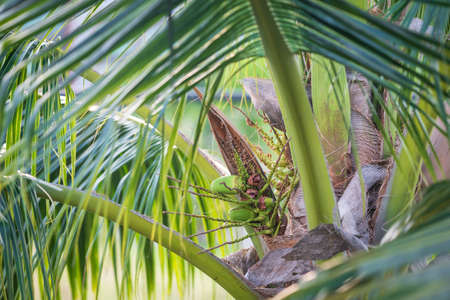 Bunch of small green coconuts from the coconut tree. Agriculture industry. fresh tropical fruit.の写真素材