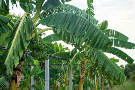 Banana tree with green fruits in tropical farm, Thailand. Agriculture industry. Healthy food.の写真素材
