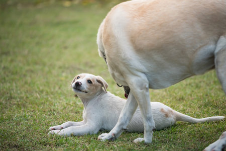 Creamy mother dog take care of its cute puppy on green grass field.  Pet family enjoy at house...