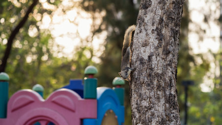 squirrel on tree trunk at sunrise in park near children playground and light foliage bokeh.の写真素材