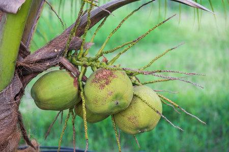 Bunch of green coconuts from the coconut tree in farm. Agriculture industry. fresh tropical fruit.