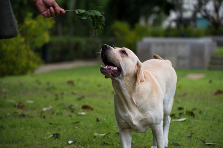 Adorable white labrador retriever look at spring leaf on its owner hand. Happy cute dog at park. Human best friend together.の写真素材