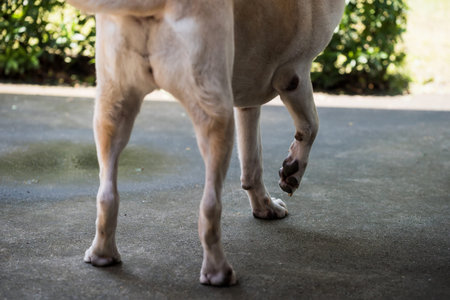 cream dog raise its pained front right leg during walking and standing after accident. Canine insurance and health care concept.の写真素材