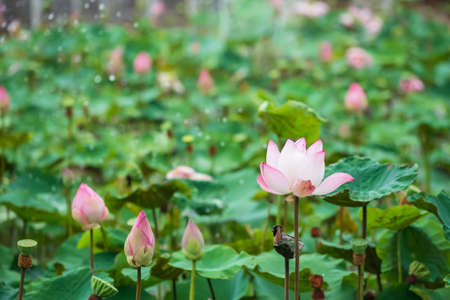 large bud of pink lotus blooms in green leaves with raindrops in gardenの写真素材