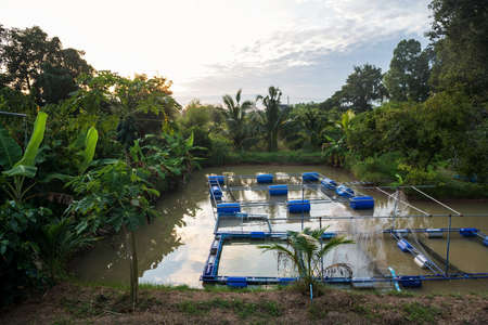 Shrimp Prawn and fish pond and tropical fruit farm at sunset in Thailand. Agriculture and freshwater animal food industry.の写真素材