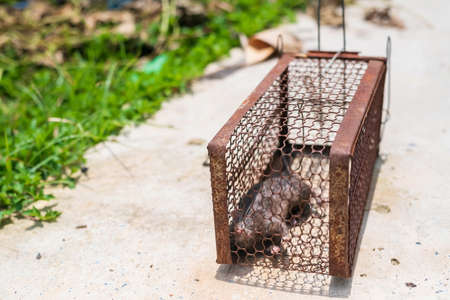 Dead rat in old steel cage for mousetrap placed. The mouse trapの写真素材