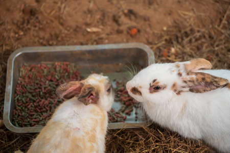 Top view portrait of two rabbits eat pellet food on tray in farm.の写真素材