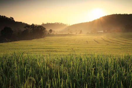 Terraced paddy rice fields with water dew at Sunrise in Mae Klang Luang, Mae Chaem, Chiang Mai, Thailandの写真素材