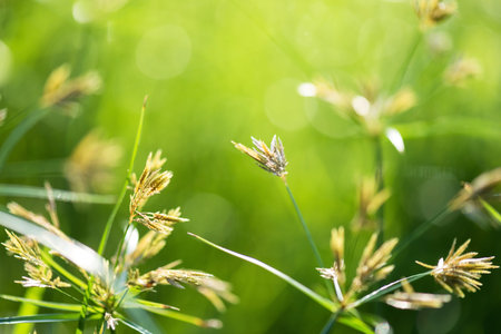 Flower grass field with floral bokeh pattern at sunrise. wind blew gently touched meadow close up...