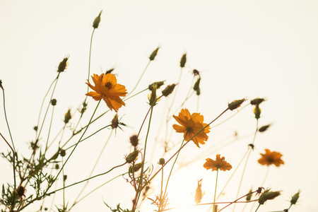 yellow cosmos flower blooming at sunrise with copy space for text on white background.