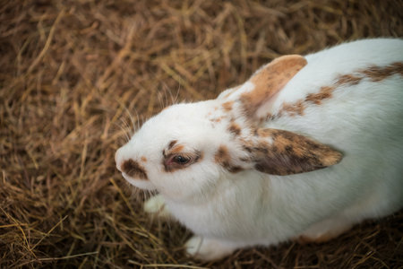 Top view portrait of cute white rabbit on brown dry grass or straw in farm. Adorable pet.の写真素材