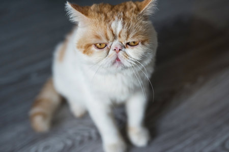 Portrait of Brown yellow Exotic shorthair cat on wooden floor, focusing in the foregroundの写真素材