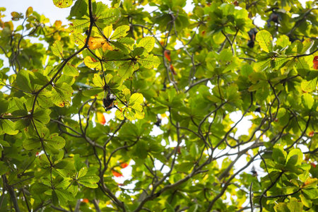 roosting flying fox aka fruit bat on tree during day time with forest, jungle of the Similan Islands, Phang Nga, Thailand.の写真素材