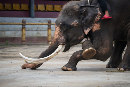 Asian elephant show Hi or hello gesture by front legs and smiling head down faces in zoo.の写真素材