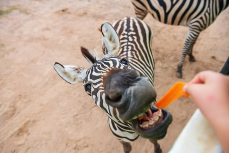 feeding carrot to zebra from the bus in open outdoor zoo. Portrait of wild animal by top view.の写真素材