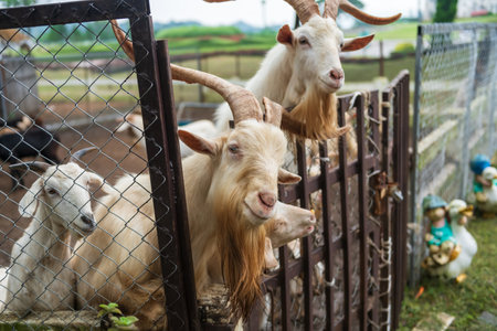 Portrait group of cute white goats with big horn in outdoor stable wait for food feed by travellersの写真素材