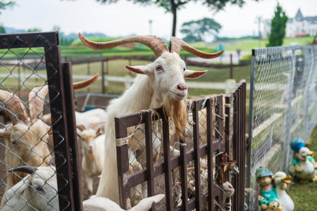 Portrait of cute white goats with big horn in outdoor stable wait for food feed by travellers