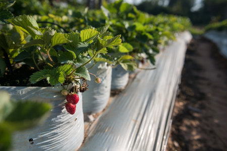 Organic strawberry farm outdoor and fruitful strawberries. Agriculture industryの写真素材