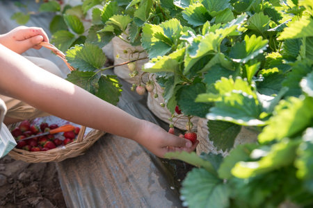 Little young boy picking strawberries in farm or garden to keep into basket. Agriculture industry.の写真素材