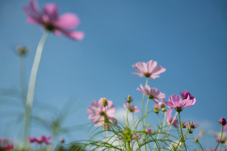 beautiful pink cosmos flowers against blue sky with copy space for text. Spring botanic natural garden background.の写真素材