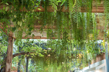 Natural green leaves on wooden slat ceiling inside modern buildingの写真素材