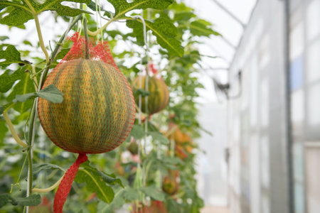 Yellow melon plant in greenhouse farm. Organic fruit at harvest. Agriculture industry.