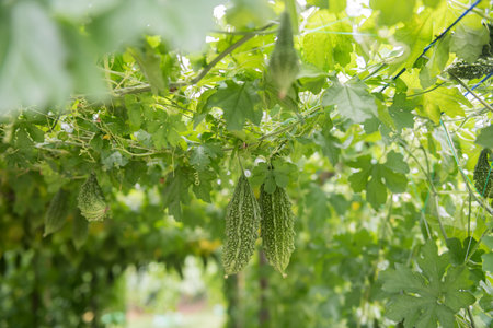 Organic wild bitter gourd hanging on roof net greenhouse at harvest. Agriculture industry of vegetable and herb.の写真素材