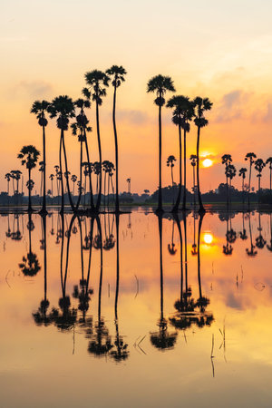 Vertical silhouette sugar palm farm with reflection on pond at sunrise in Sam Khok, Pathum Thani, Thailand. Famous travel destination in tropical country, Siam.の写真素材
