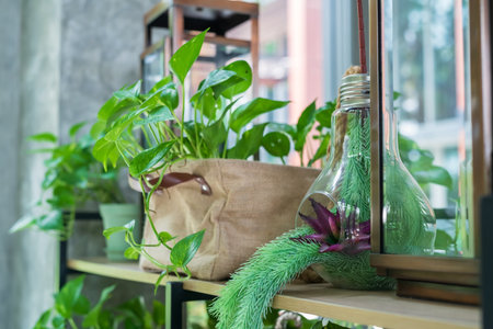 Epipremnum aureum trees and artificial plant on flower pots on shelf for hotel interior.の写真素材