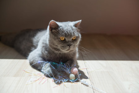 British shorthair cat lying on the floor and playing with Easter eggs.