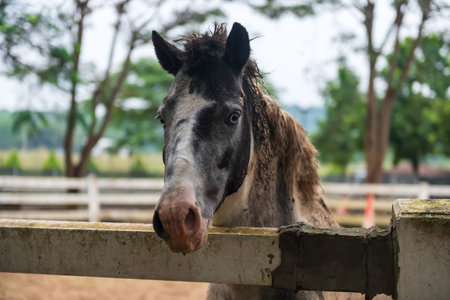 portrait of beautiful gray horse inside wooden paddock in spring daytime.