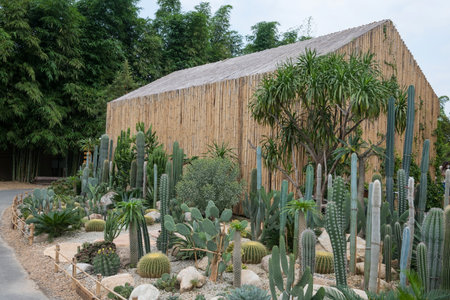 Cactus garden by bamboo modern building with climber plants in coffee shop outdoor cafe.の写真素材