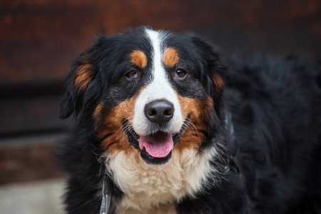 Portrait of adorable  bernese mountain dog. Cute giant dog walking with owner near wooden house. Human best friend.の写真素材
