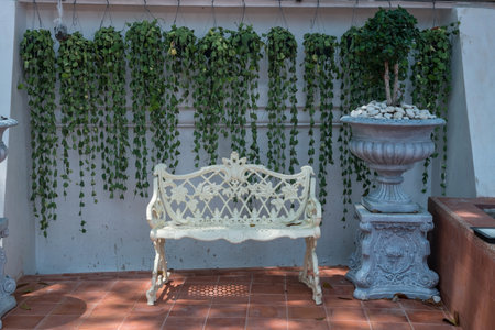 White vintage europe chair with tree pot and hanging cilmber plant. Outdoor park decorationの写真素材